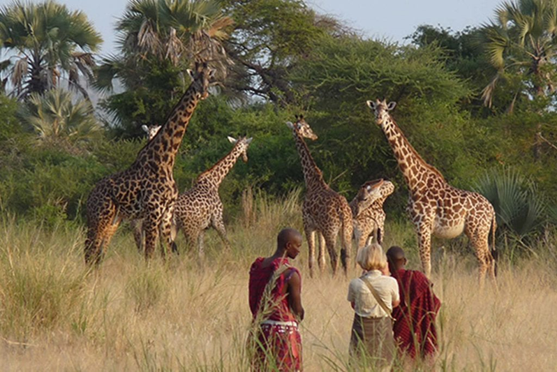 How Kenya’s National Parks Contribute to Global Wildlife Conservation