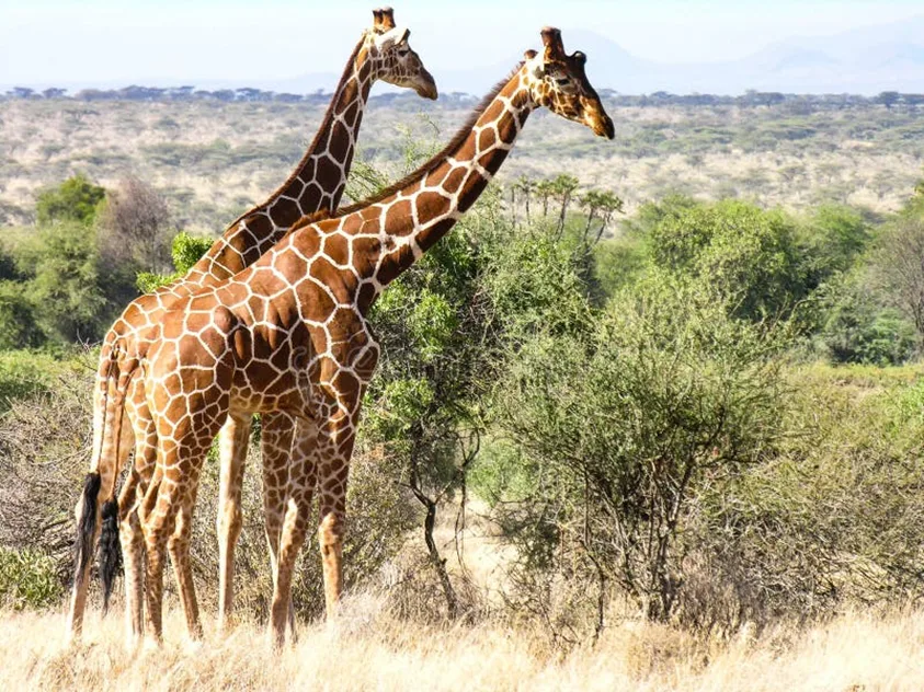 The Best 10 Holiday Destinations for Christmas and New Year in Kenya 11 image 74