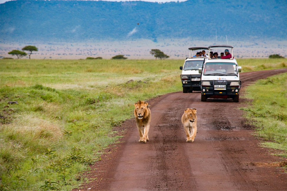 How International Tourism Trends Are Affecting Kenya’s Wildlife Reserves