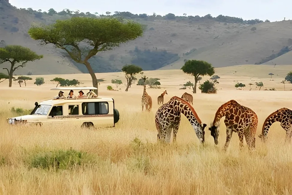 Why Maasai Mara is a Bucket List Destination for Travelers Worldwide 1 image 72