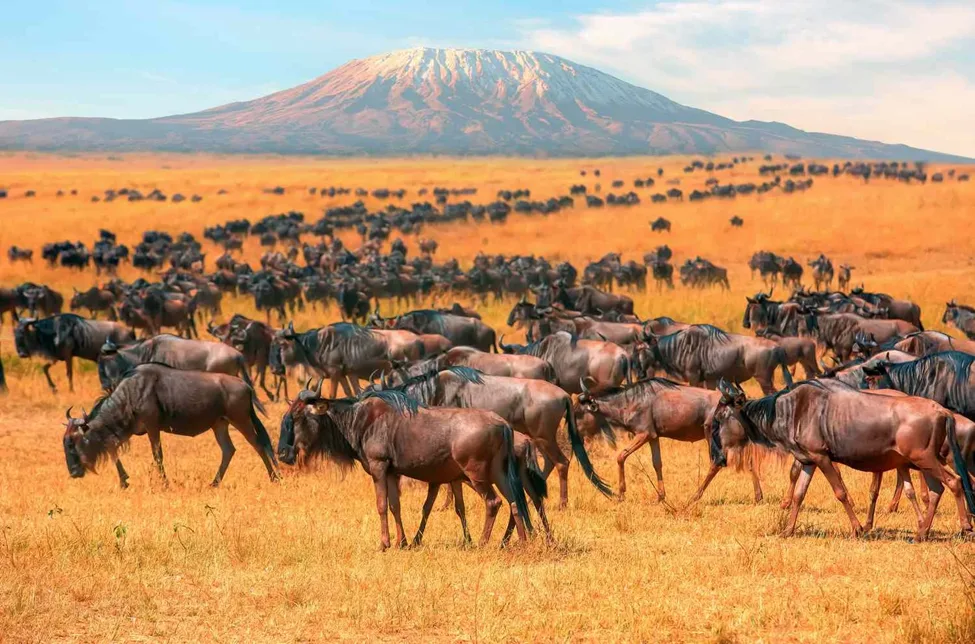 Why Maasai Mara is a Bucket List Destination for Travelers Worldwide 3 image 73