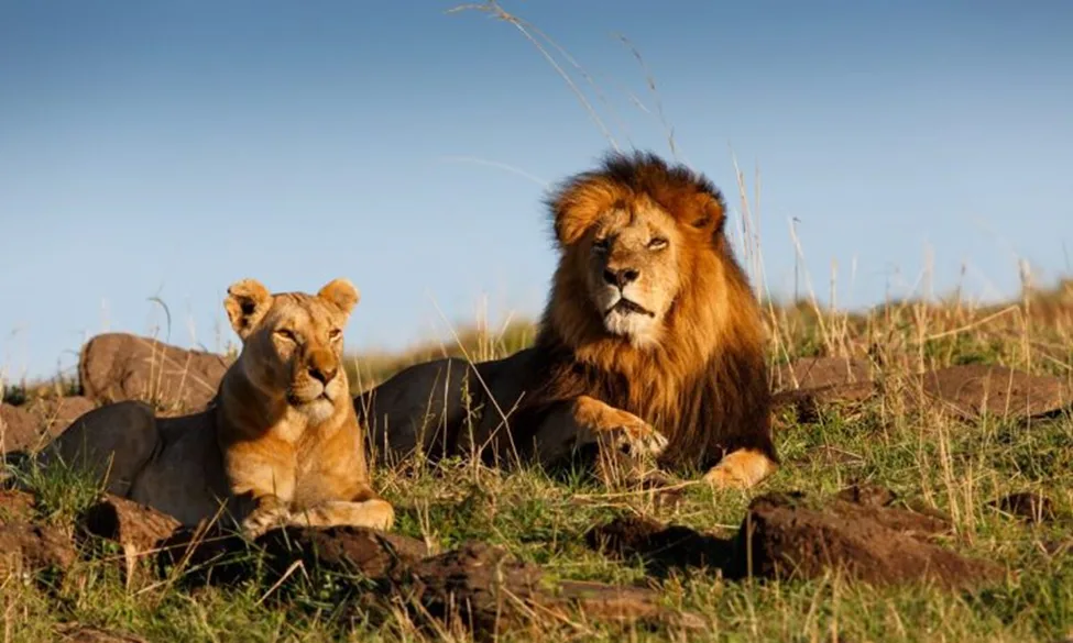 Why Maasai Mara is a Bucket List Destination for Travelers Worldwide 4 image 74