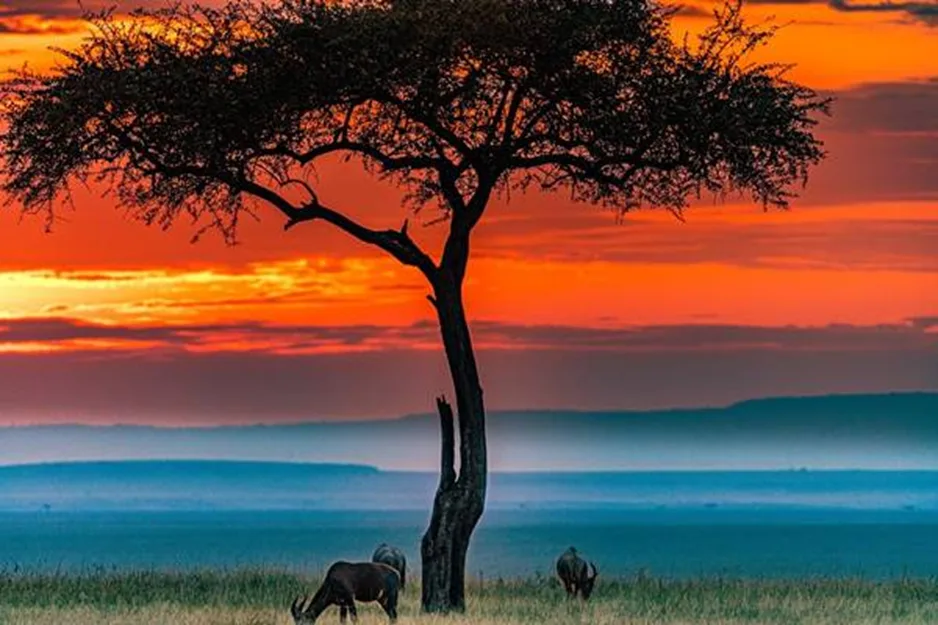 Why Maasai Mara is a Bucket List Destination for Travelers Worldwide 6 image 76