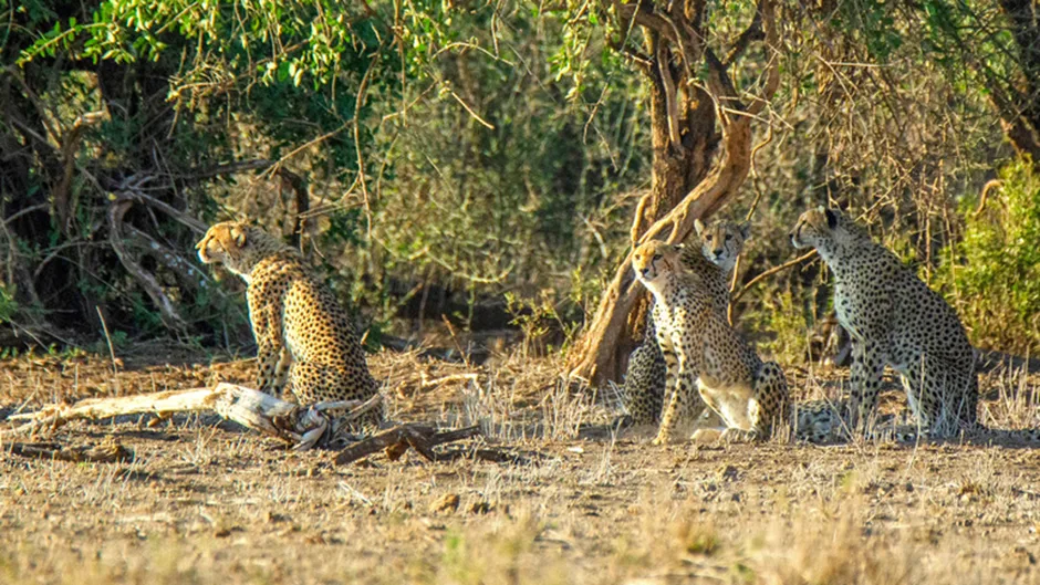 Kenya’s Unique Wildlife Photography Opportunities: A Photographer’s Guide in 2025 2 image 331