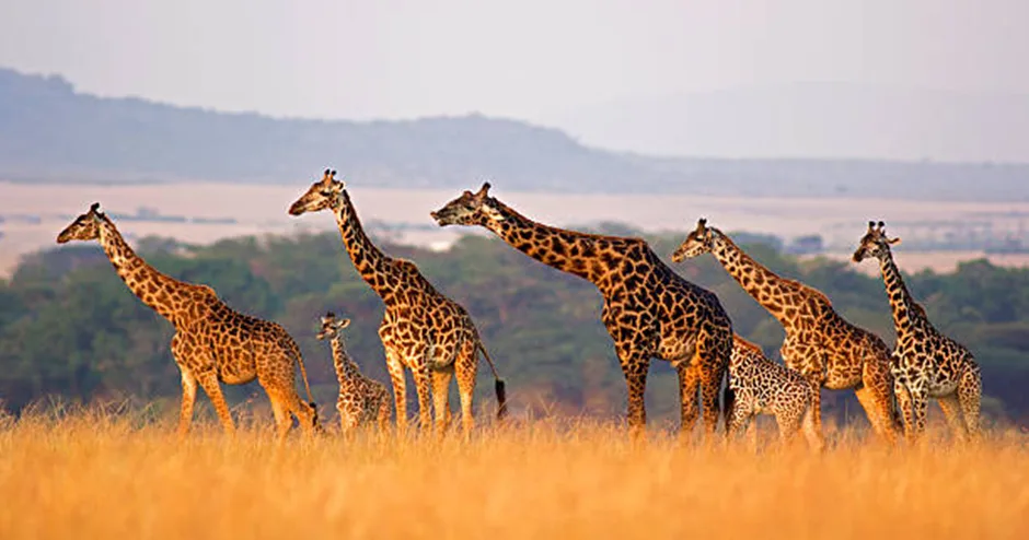 Kenya’s Unique Wildlife Photography Opportunities: A Photographer’s Guide in 2025 1 image 332