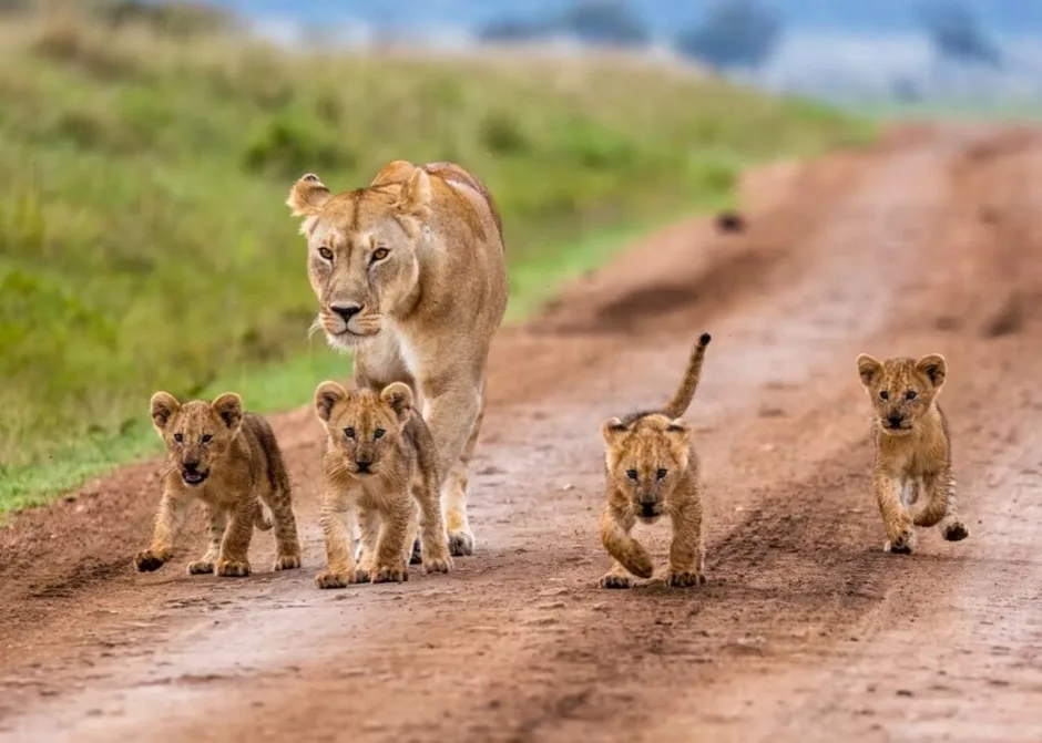 Kenya’s Unique Wildlife Photography Opportunities: A Photographer’s Guide in 2025 5 image 334