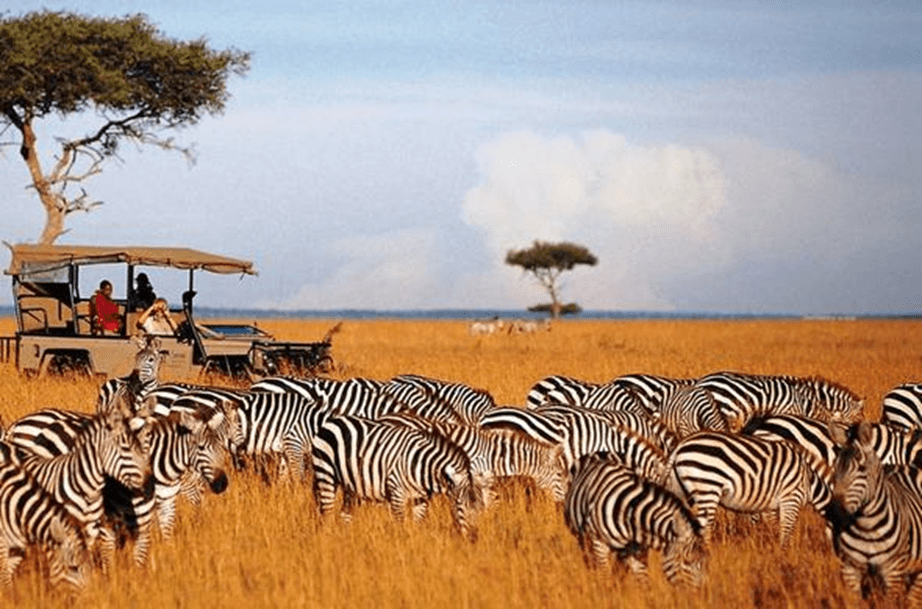 Discovering Kenya’s Best Spots for Sustainable Wildlife Tourism