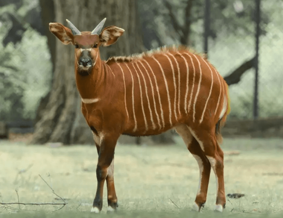 The Mountain Bongo: Why This Rare Antelope is Making Headlines