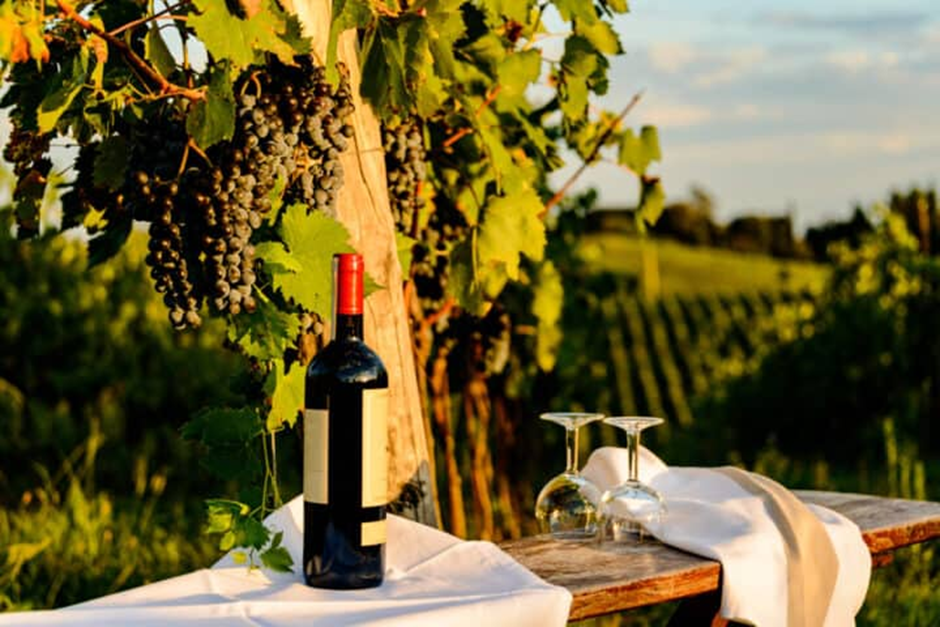 The Growth of Wine Tourism: Exploring Kenya’s Vineyards and Wineries 2 image 176