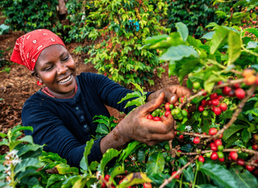 Kenya’s Tea and Coffee Industry: Can It Compete Globally?